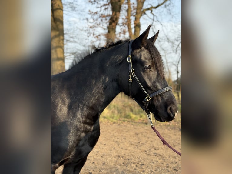 Petit cheval de selle allemand Croisé Jument 3 Ans 155 cm Noir in Handorf