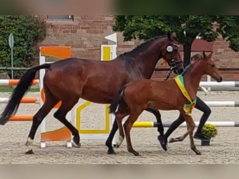 Petit cheval de selle allemand Jument 3 Ans 156 cm Bai in Horhausen