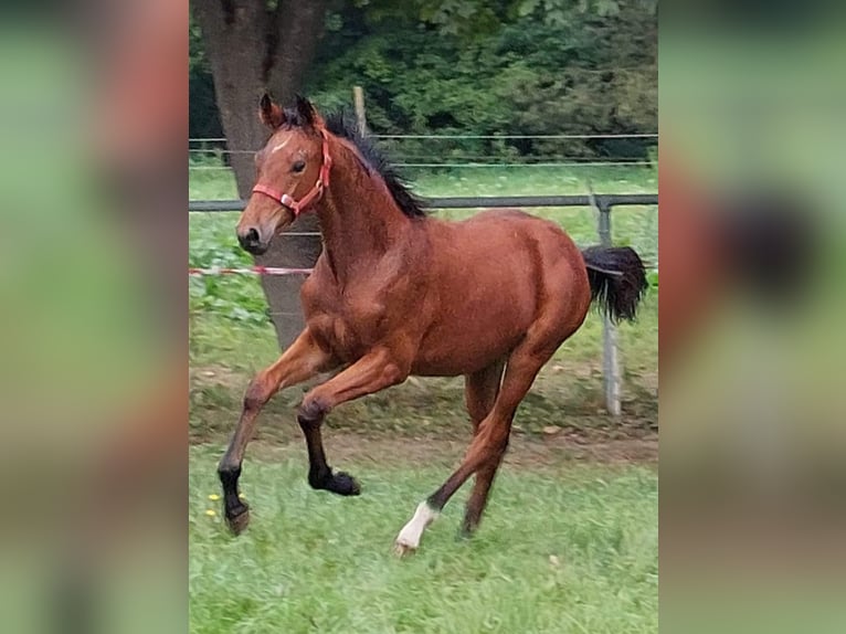 Petit cheval de selle allemand Jument 3 Ans 156 cm Bai in Horhausen