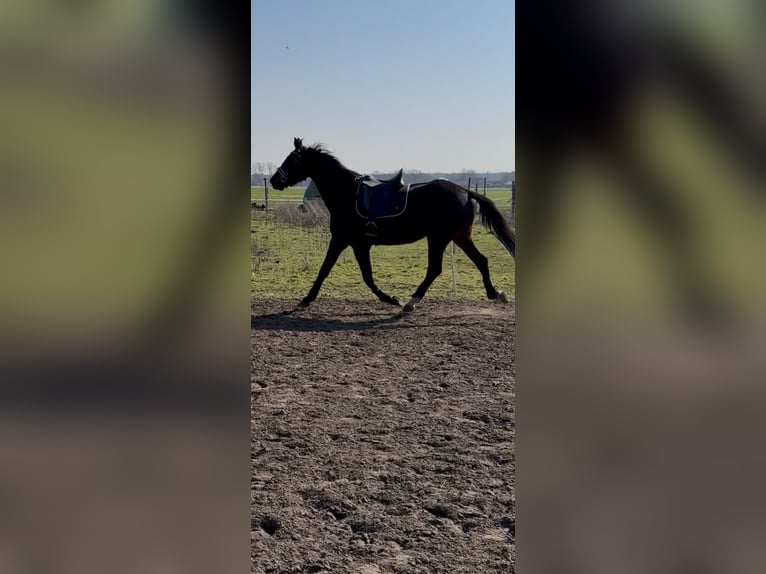 Petit cheval de selle allemand Jument 3 Ans 162 cm Bai brun in Scharnebeck
