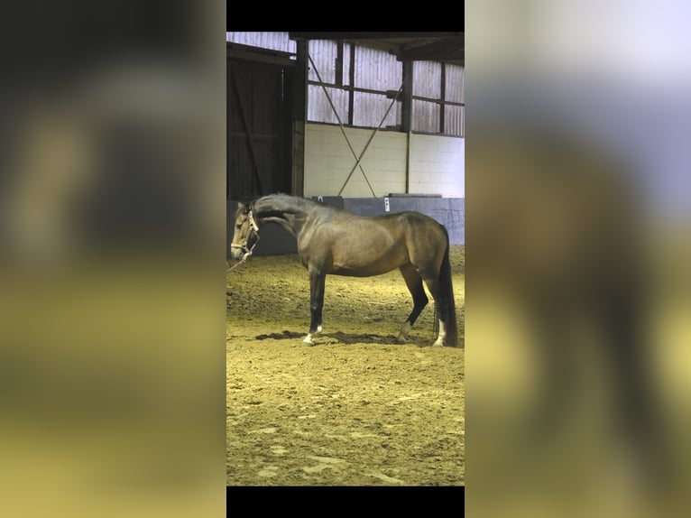 Petit cheval de selle allemand Jument 4 Ans 146 cm Buckskin in Essen