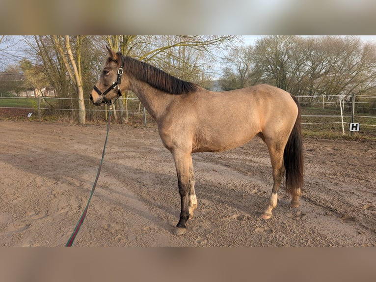 Petit cheval de selle allemand Jument 4 Ans 153 cm Buckskin in Sankt Goar