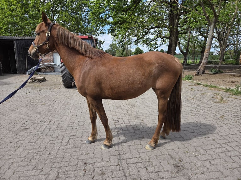 Petit cheval de selle allemand Croisé Jument 4 Ans 157 cm Alezan in Hille