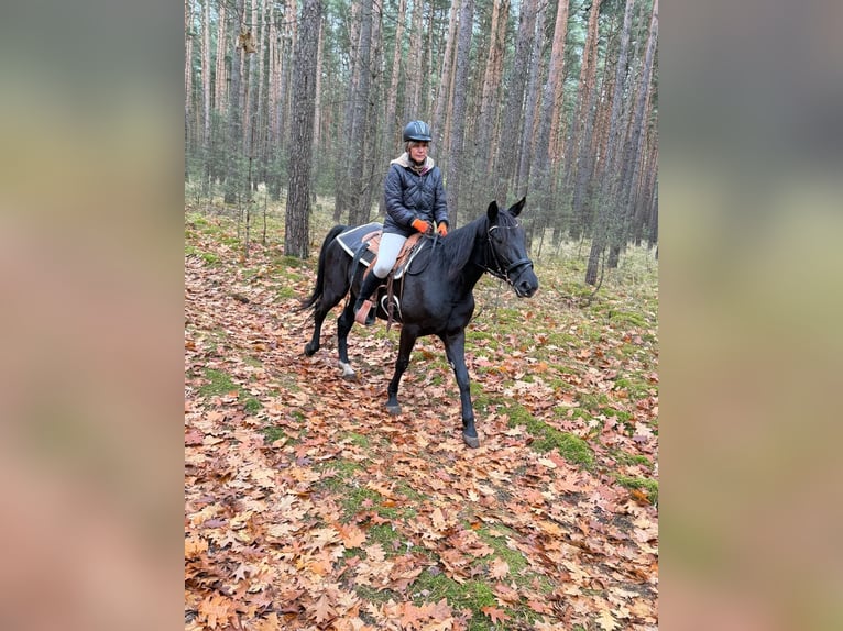 Petit cheval de selle allemand Croisé Jument 5 Ans 155 cm Noir in Dahme Mark
