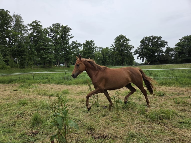 Petit cheval de selle allemand Croisé Jument 5 Ans 157 cm Alezan in Hille