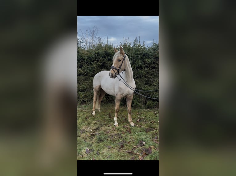 Petit cheval de selle allemand Jument 5 Ans 168 cm Palomino in Marxen