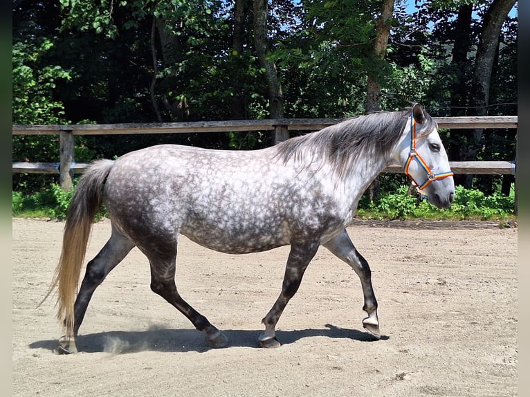 Petit cheval de selle allemand Croisé Jument 6 Ans 150 cm Gris pommelé in Argenbühl