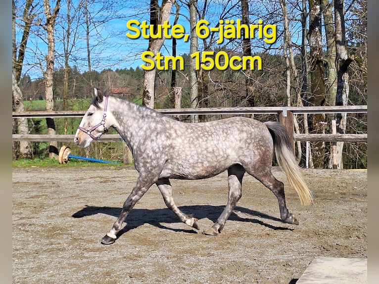 Petit cheval de selle allemand Croisé Jument 6 Ans 150 cm Gris pommelé in Argenbühl