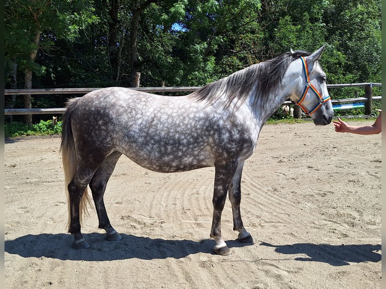 Petit cheval de selle allemand Croisé Jument 6 Ans 150 cm Gris pommelé in Argenbühl