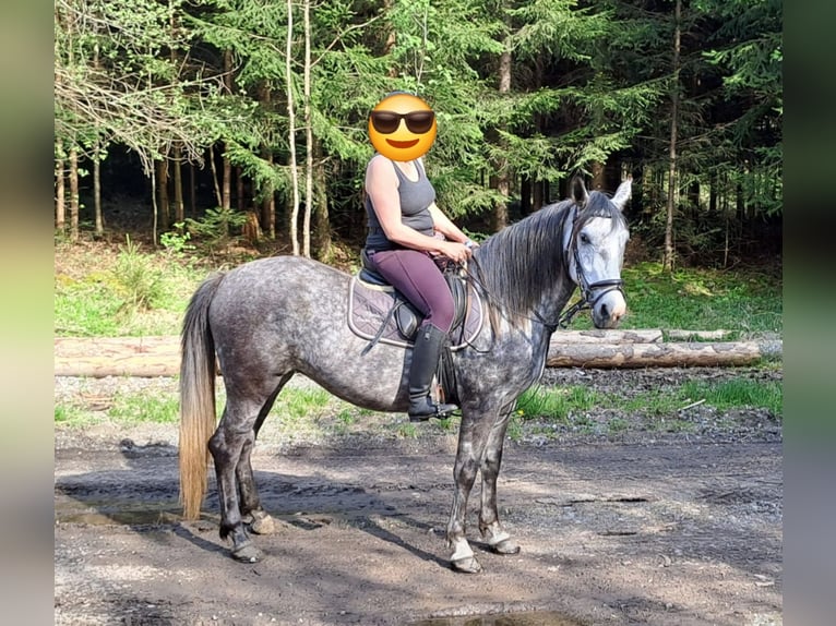 Petit cheval de selle allemand Croisé Jument 6 Ans 150 cm Gris pommelé in Argenbühl