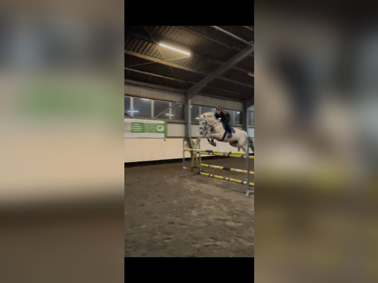 Petit cheval de selle allemand Jument 8 Ans 153 cm Palomino in Dörth