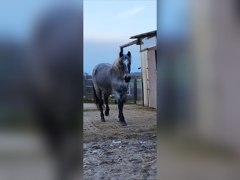 Petit cheval de selle allemand Jument 9 Ans 140 cm Rouan Bleu in Charlottenberg