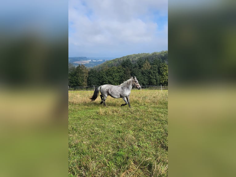 Petit cheval de selle allemand Jument 9 Ans 140 cm Rouan Bleu in Charlottenberg