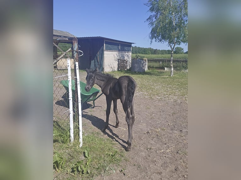 Petit cheval de selle allemand Jument Poulain (05/2024) 125 cm Noir in Niepars