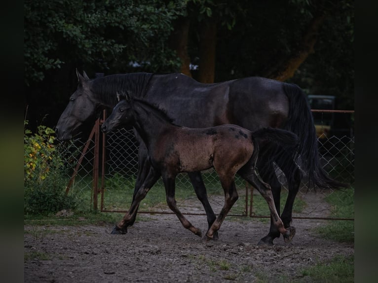 Petit cheval de selle allemand Jument Poulain (05/2024) 125 cm Noir in Niepars