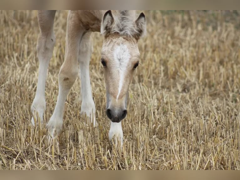 Petit cheval de selle allemand Croisé Jument Poulain (06/2025) 150 cm Buckskin in Rehna