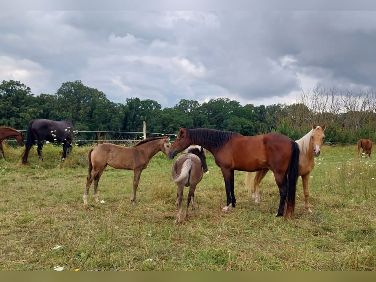 Petit cheval de selle allemand Jument Poulain (05/2024) 158 cm Buckskin in Querfurt