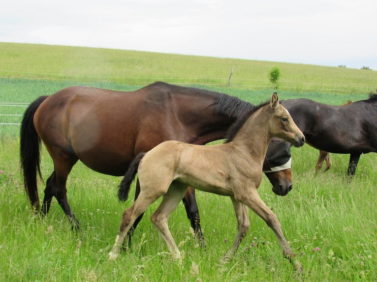 Petit cheval de selle allemand Jument Poulain (05/2024) 158 cm Buckskin in Querfurt