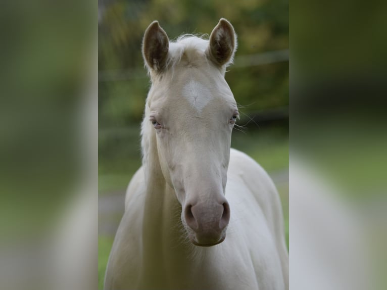 Petit cheval de selle allemand Jument Poulain (05/2023) 158 cm Cremello in Bad Sachsa