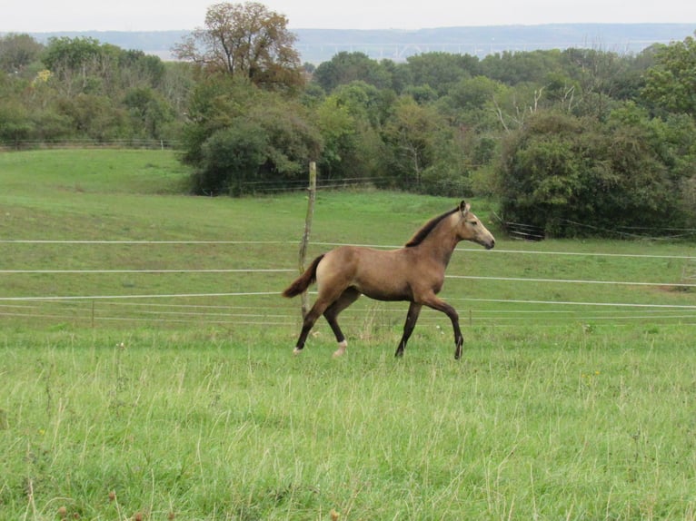 Petit cheval de selle allemand Jument Poulain (05/2024) 160 cm Buckskin in Querfurt