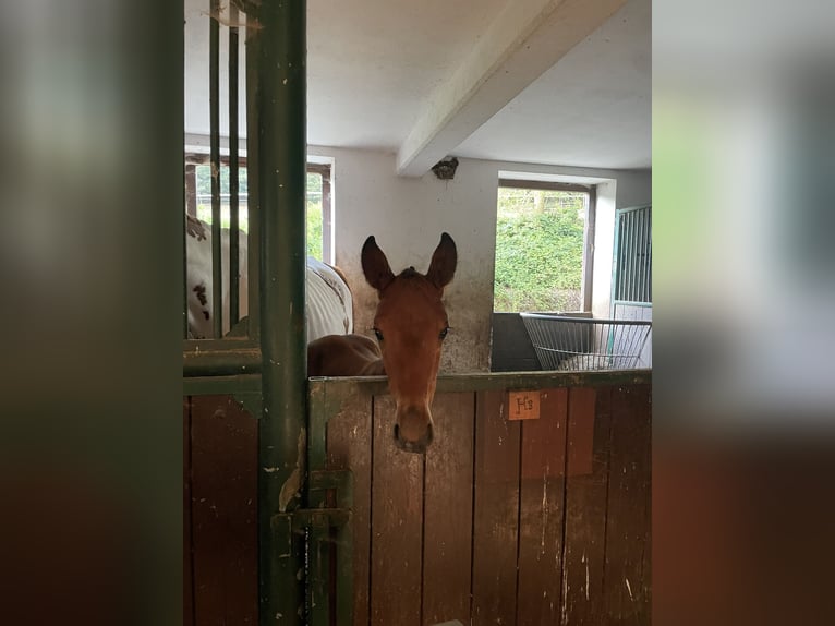 Petit cheval de selle allemand Jument Poulain (06/2026) 162 cm Bai in Saldenburg