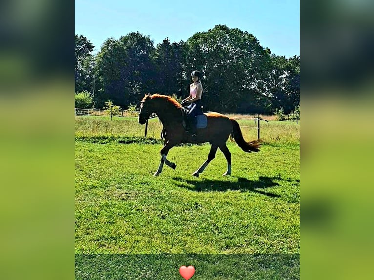Pferd  gesucht ❤️