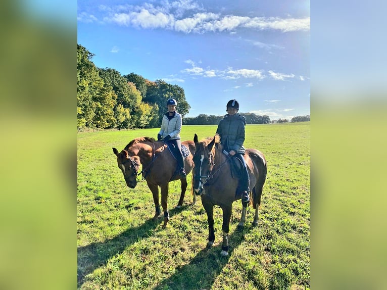 Pferd  gesucht ❤️