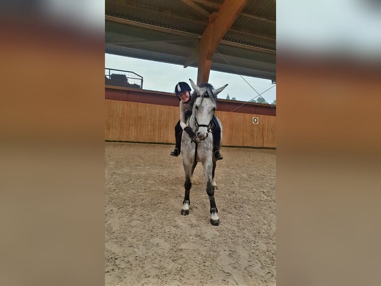 Pferd  gesucht ❤️