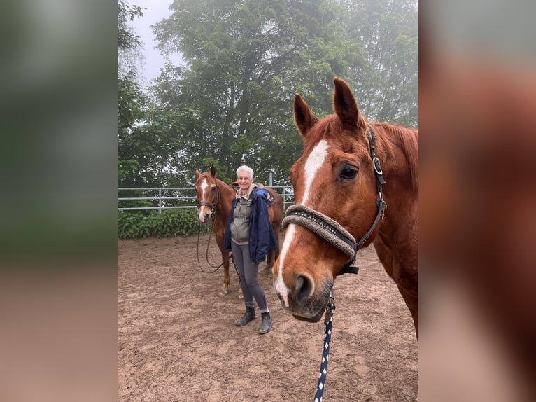 Pferd zum Mitreiten gesucht