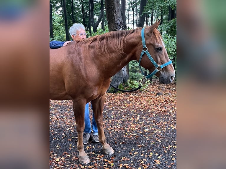 Pferd zum Mitreiten gesucht
