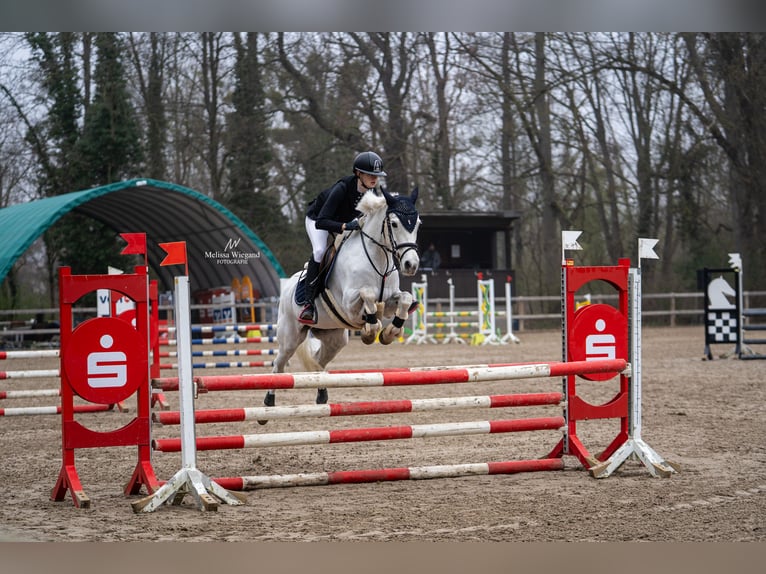 Pferd zum mitreiten gesucht
