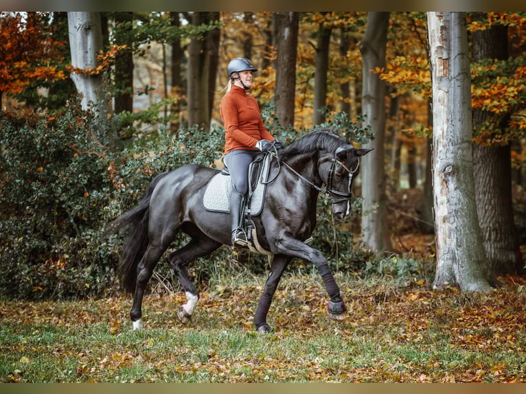 Pferd zur Verfügung / Dressur 