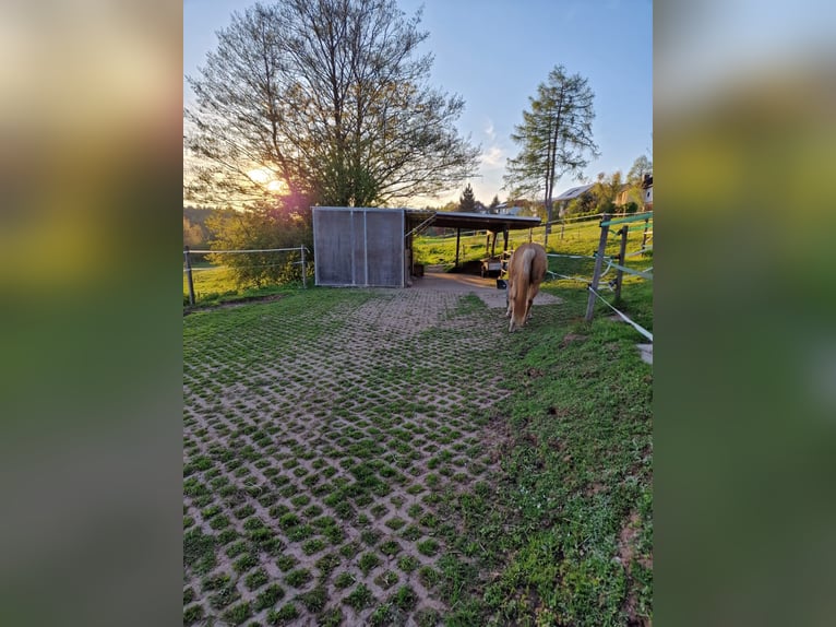 Pferd zur Verfügung gesucht – als Freund für unseren Senior Wallach