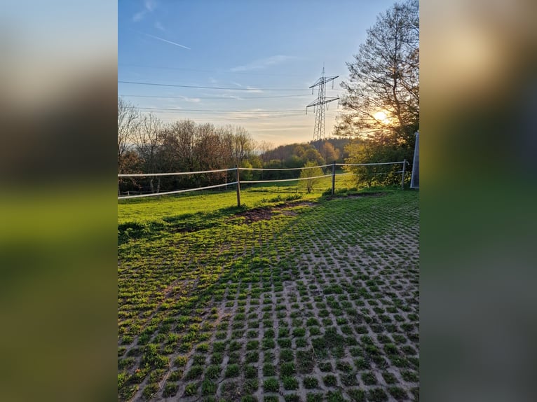 Pferd zur Verfügung gesucht – als Freund für unseren Senior Wallach