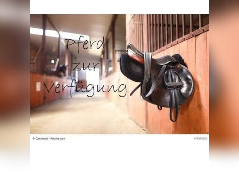 Pferd zur Verfügung gesucht – Raum Esslingen und Umgebung