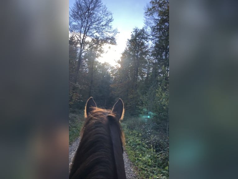 Pferd zur Verfügung gesucht (Reiter sucht) Pferd zur Verfügung gesucht (Reiter sucht)