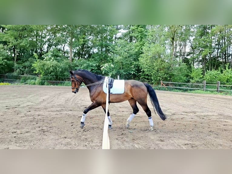Pferd zur Verfügung gesucht 