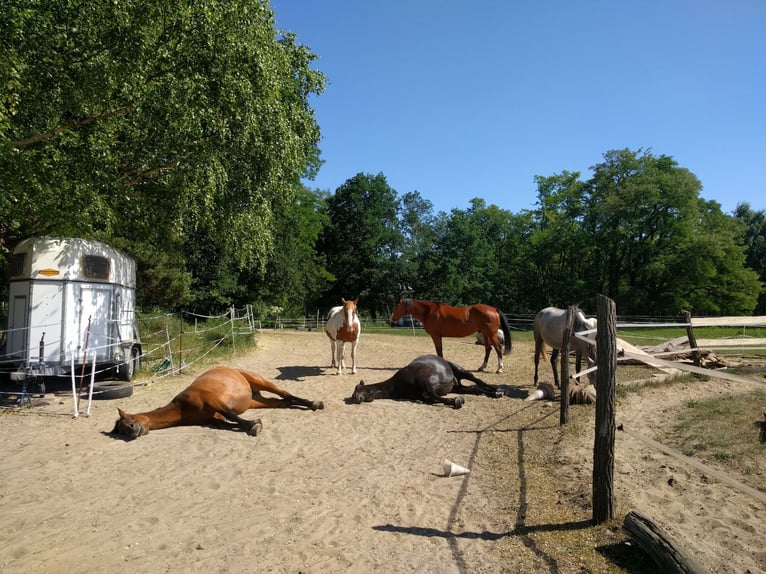 Pferd zur Verfügung gesucht