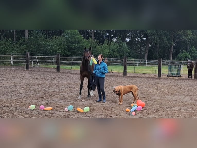 Pferd zur Verfügung gesucht 