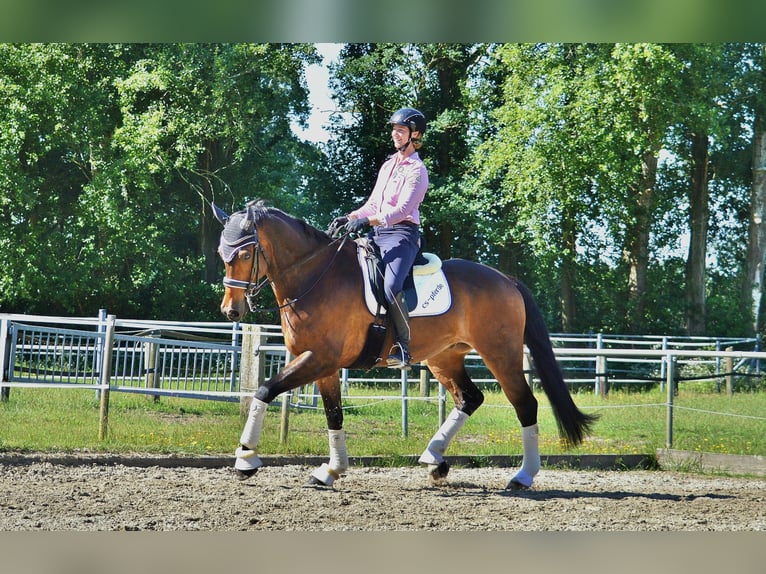 Pferd zur Verfügung gesucht 