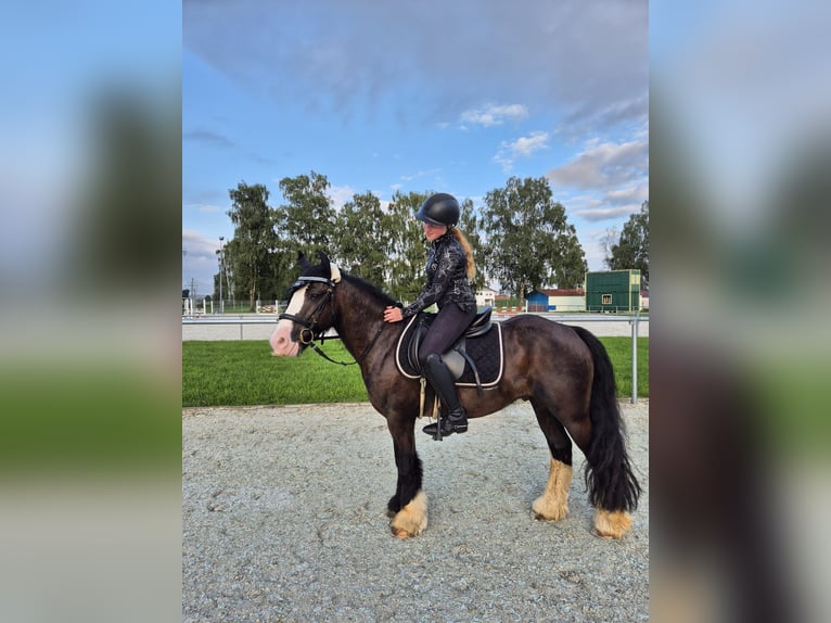 Pferd Zur Verfügung gesucht