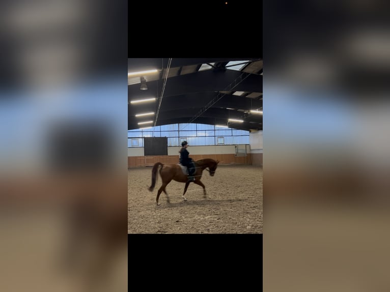 Pferd zur Verfügung gesucht