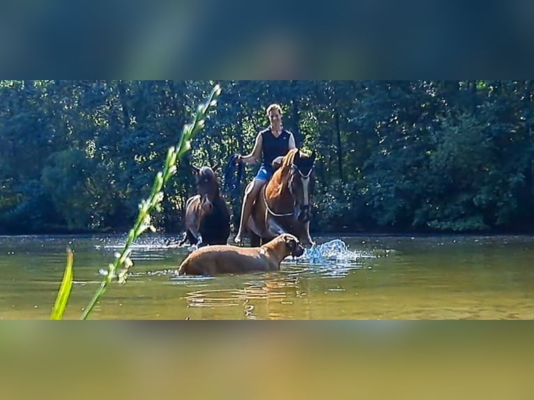 Pferd zur Verfügung gesucht 