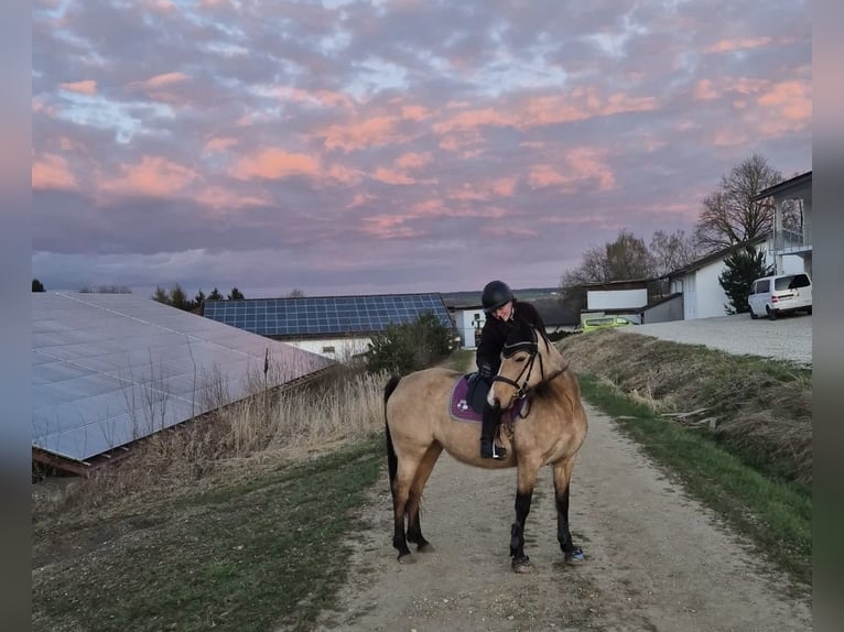 Pferd Zur Verfügung gesucht
