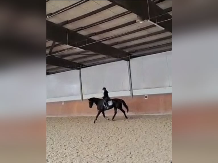 Pferd zur Verfügung gesucht