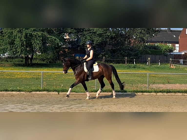 Pferd zur Verfügung gesucht 