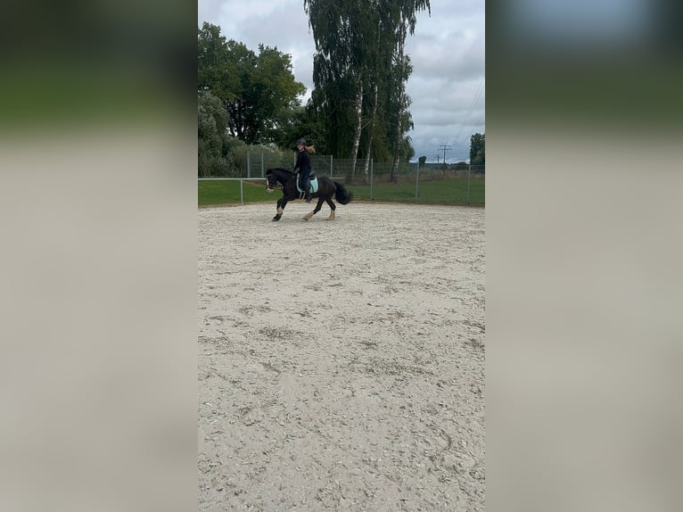 Pferd Zur Verfügung gesucht