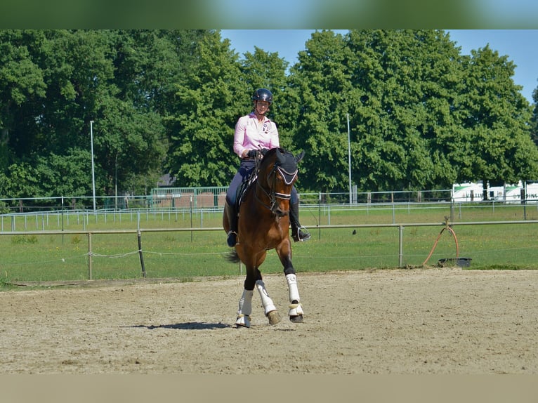 Pferd zur Verfügung gesucht 