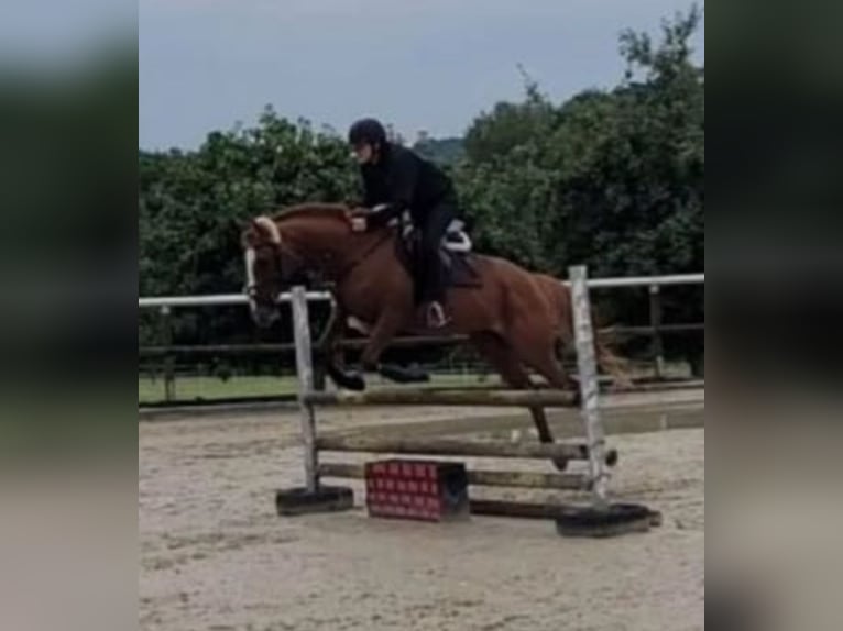 Pferd zur Verfügung gesucht