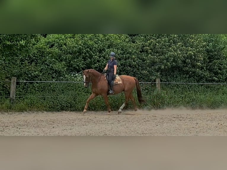 Pferd zur Verfügung gesucht 
